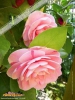 Foto vonCamellia japonica
(Kamelie)