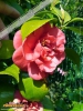 Foto vonCamellia japonica
(Kamelie)