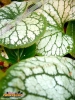 Foto vonBrunnera macrophylla 