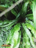 Foto vonAsplenium scolopendrium
(Hirschzungenfarn)