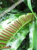 Foto vonAsplenium scolopendrium
(Hirschzungenfarn)